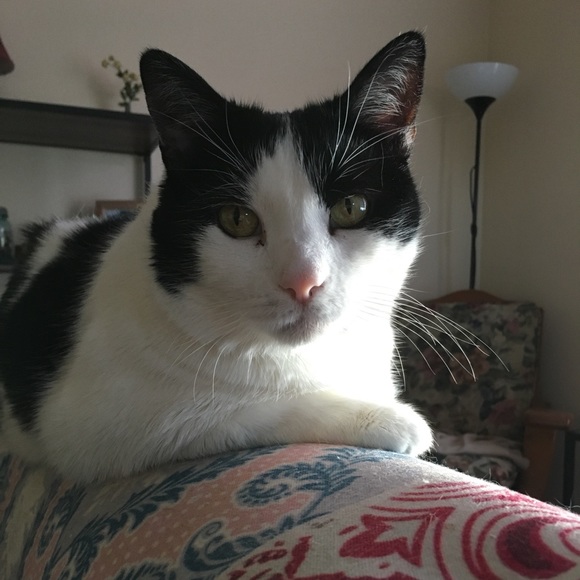 Meet your Posher, Amanda - Picture 4 of 9